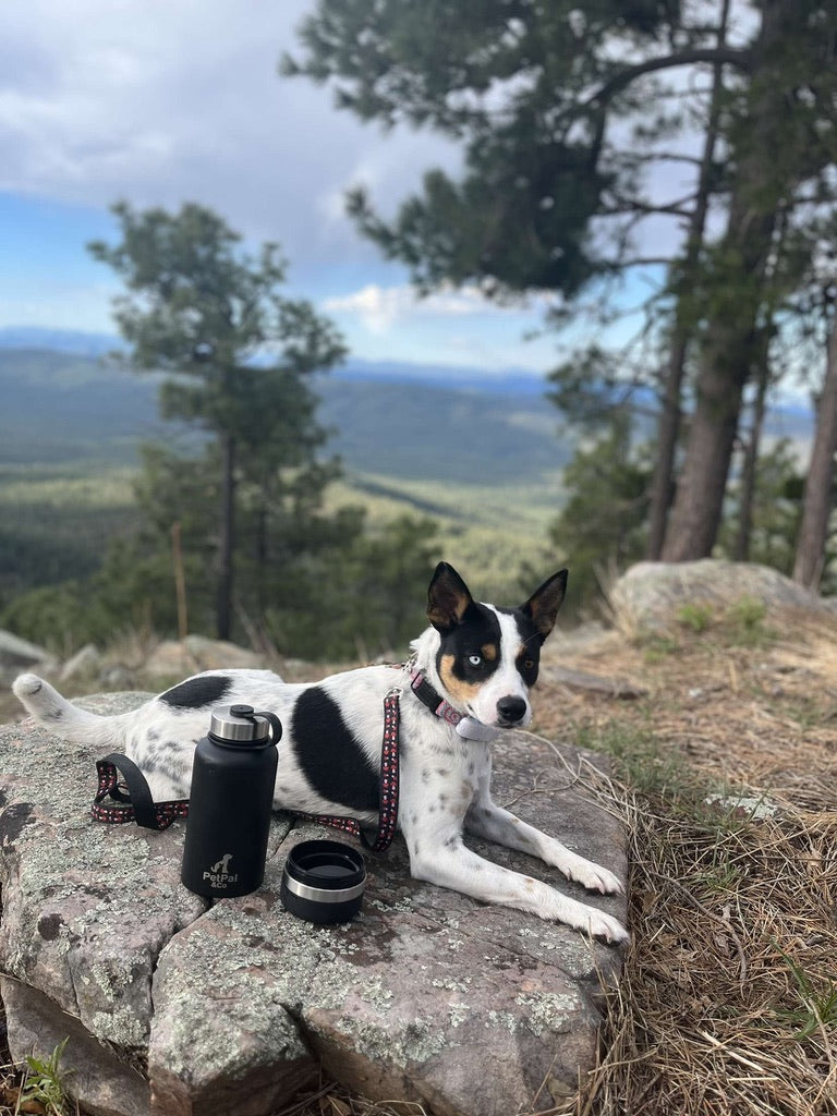 PetPal & Co. Pet Water Bottle