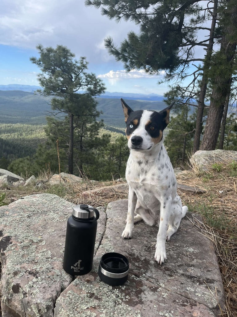 PetPal & Co. Pet Water Bottle